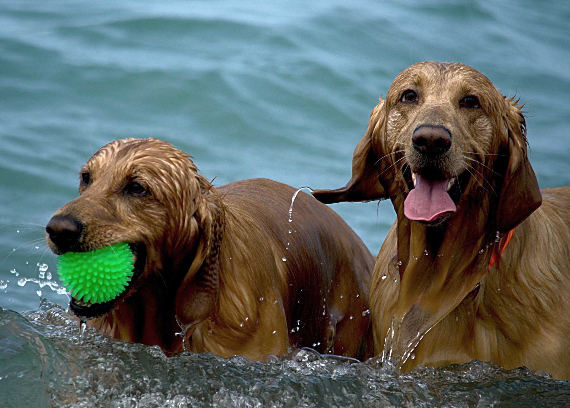wet dogs