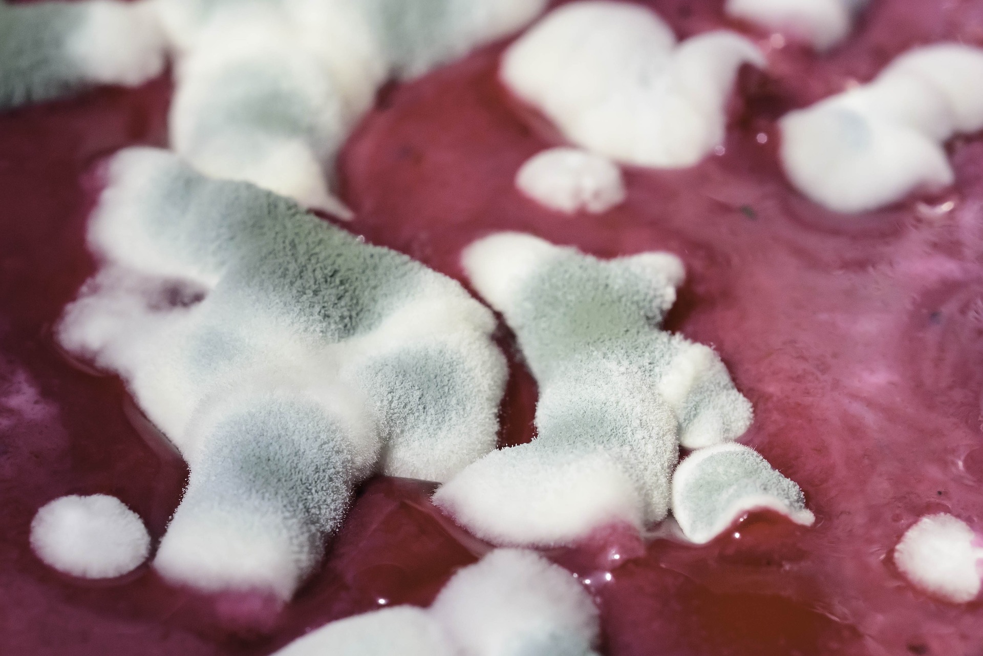 mold up close